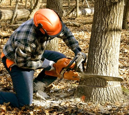 Tree Removal in Parmelee, SD